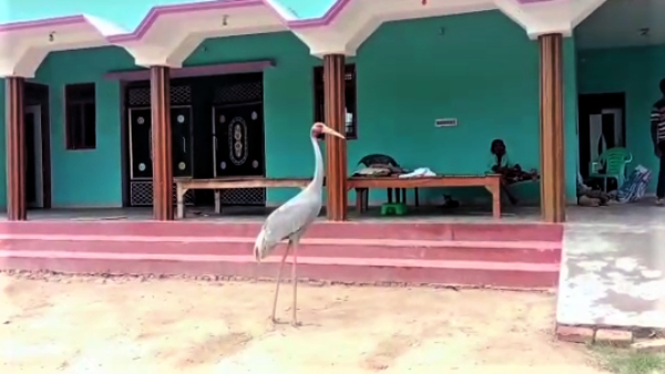 Amazing story of another saras who prays daily in kaali maata temple lives in village