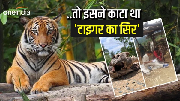 Satpura Tiger Reserve person who end his life he had beheaded tiger Satpura Tiger Reserve person who end his life he had beheaded tiger