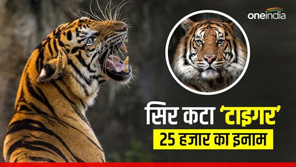 satpura-tiger-reserve-Headless-tiger-carcass-found