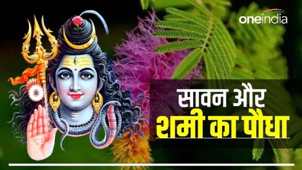 Sawan and Shami Plant