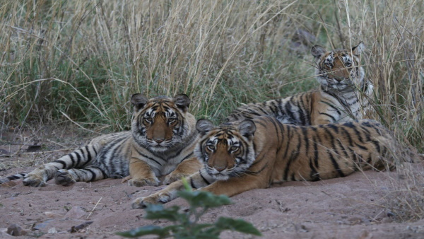 tigar 