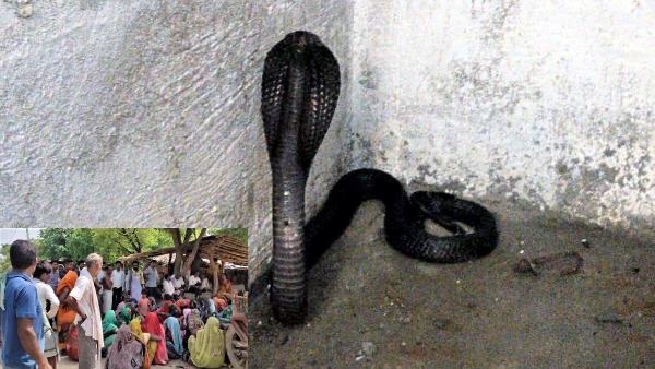 Snake bites family while sleeping in Banda district two brothers die mother out of danger