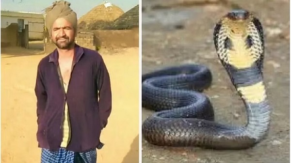 Snake-bite-rajasthan
