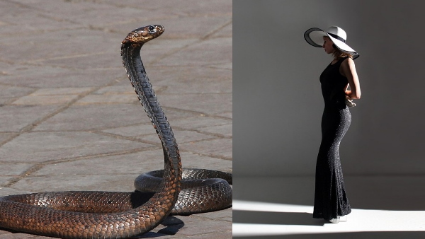 snakes 