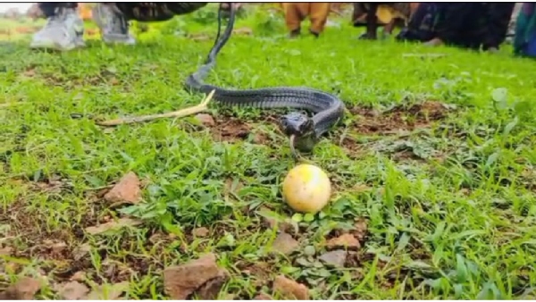 Snake spitting eggs VIDEO,