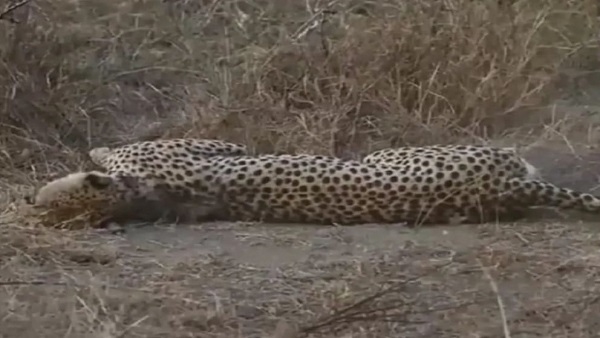 चीता तेजस चोट से नहीं, किडनी संक्रमण से मरा!