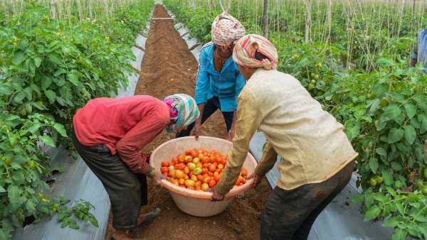 Tomato News