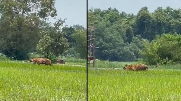 Tiger viral video