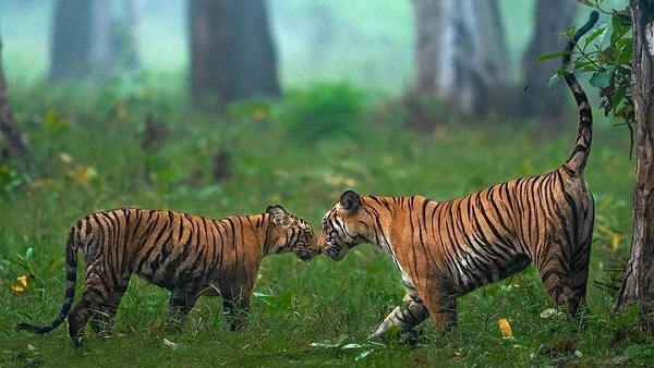 देश में सबसे बेहतर की सूची में MP के 5 टाइगर रिजर्व देश में सबसे बेहतर की सूची में MP के 5 टाइगर रिजर्व