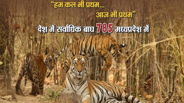 देश में अब 3682 tigers, संरक्षण-संवर्धन में ये राज्य आगे 
