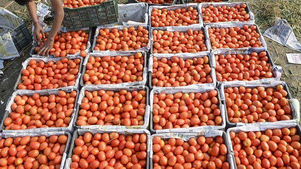 Tomato Price: टमाटर बेचकर कर्नाटक के किसान मालामाल Tomato Price: टमाटर बेचकर कर्नाटक के किसान मालामाल
