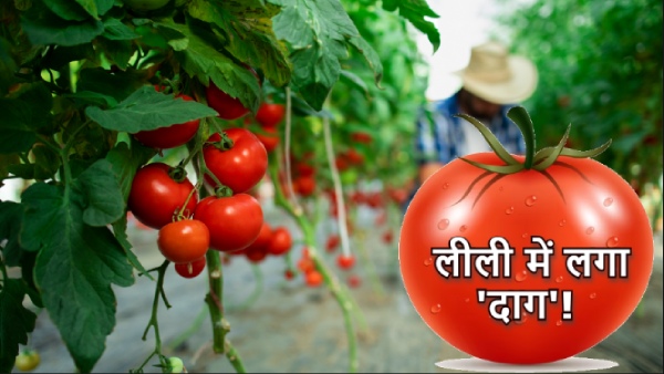 tomato crop