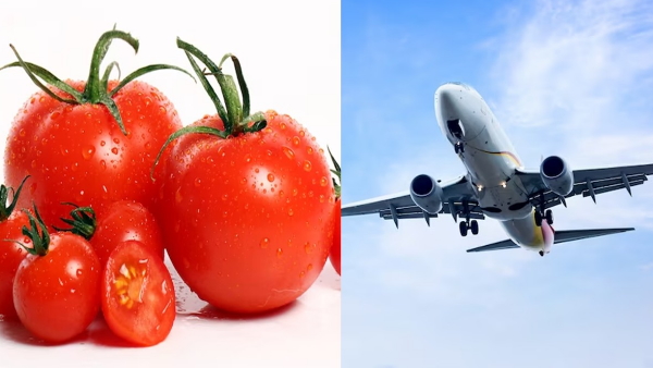 Tomato price