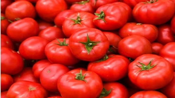 Tomato Price in Uttrakhand