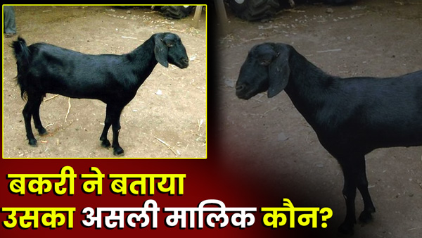who-is-its-real-owner-of-goat-neighbor-had-cut-hair-and-applied-hair-dye