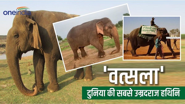 वत्सला पन्ना टाइगर रिजर्व में दुनिया की सबसे बुजुर्ग हथिनी, गिनीज बुक में दर्ज होगा नाम वत्सला पन्ना टाइगर रिजर्व में दुनिया की सबसे बुजुर्ग हथिनी, गिनीज बुक में दर्ज होगा नाम