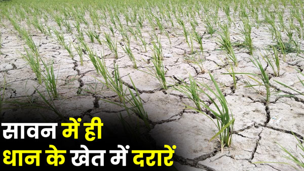 humid-life-in-varanasi-of-up-life-in-trouble-paddy-crop-drying-up-weather-update humid-life-in-varanasi-of-up-life-in-trouble-paddy-crop-drying-up-weather-update