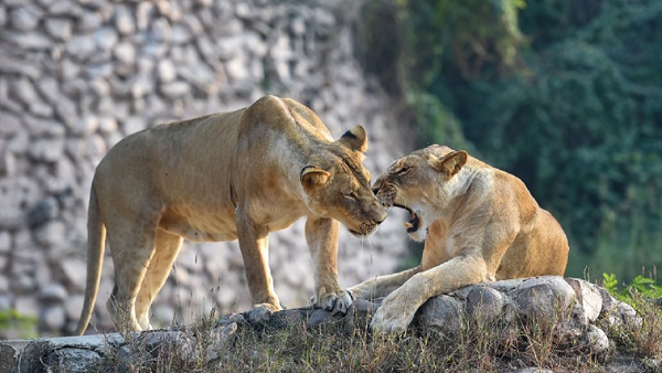 Zoo