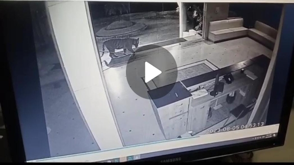 Tiger enters Jagran Lakecity University office in Kaliasot, CCTV footage surfaced