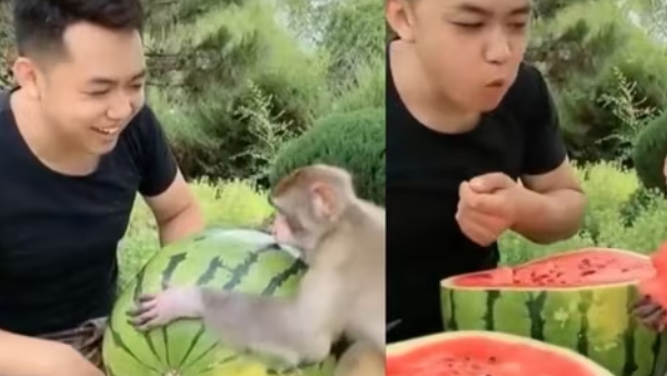 Man sharing watermelon with monkey 