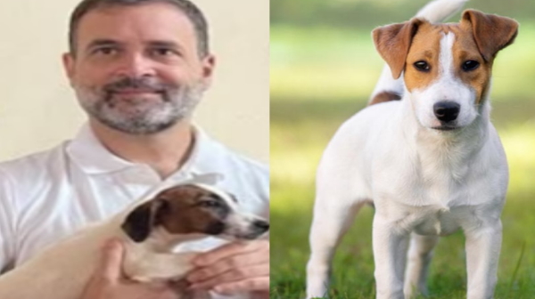 Jack russell terrier 