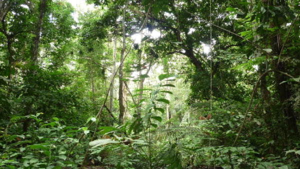 Forest