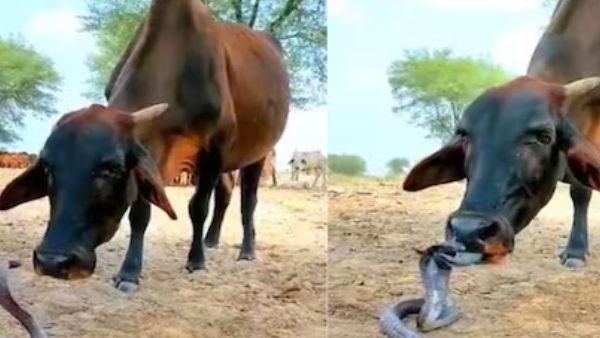 Cobra snake and cow friendship