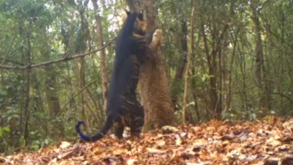  rare melanistic tiger