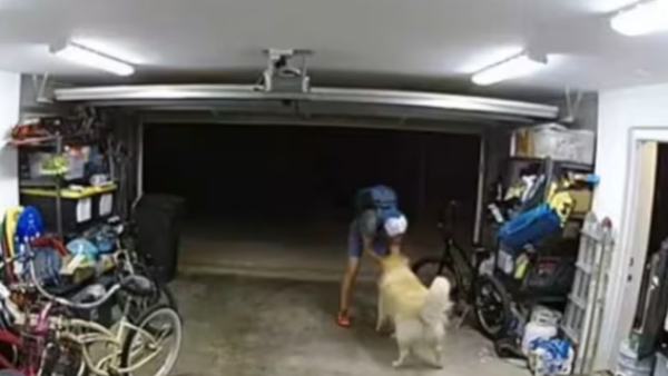 thief loves dog 
