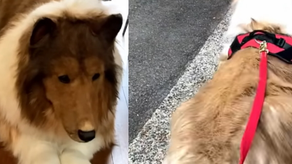 man who became dog