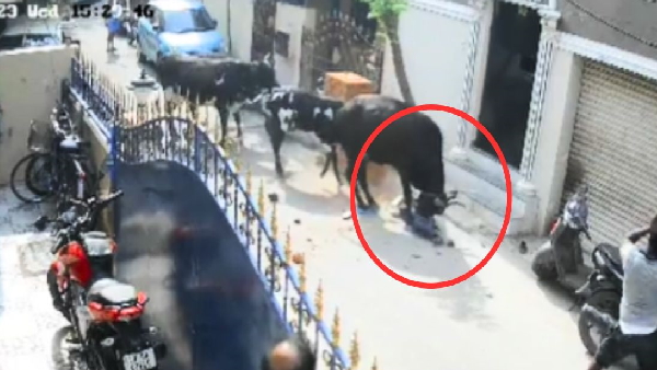 Cow hit innocent girl in chennai Cow hit innocent girl in chennai