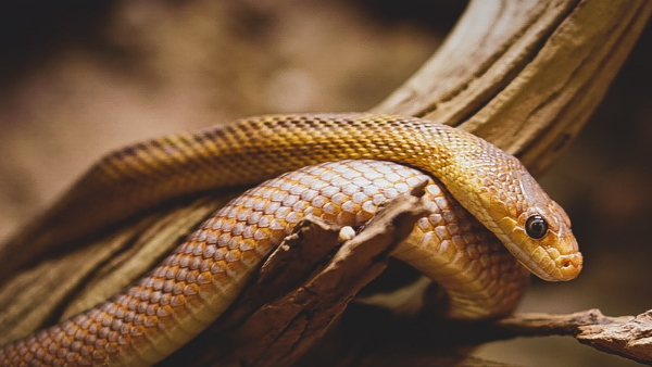 snake fell from the sky 