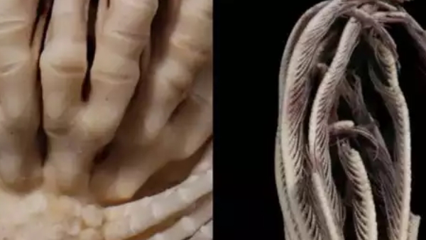 strawberry feather star