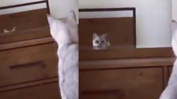 cat discovers her ears 