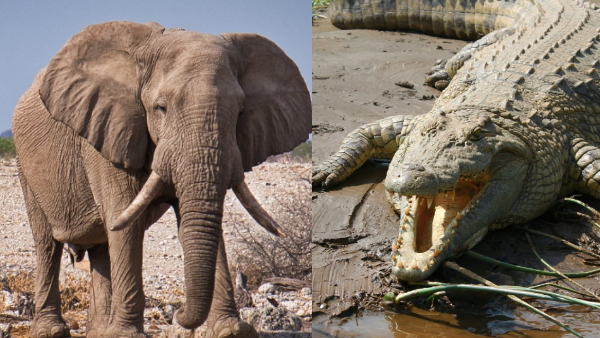 crocodile and elephant crocodile and elephant