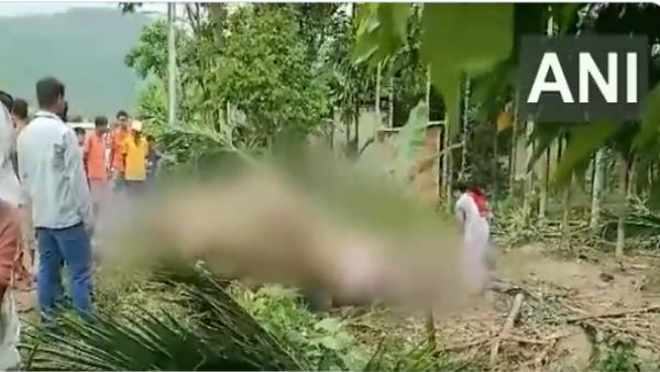 Three wild elephants and two calves died 