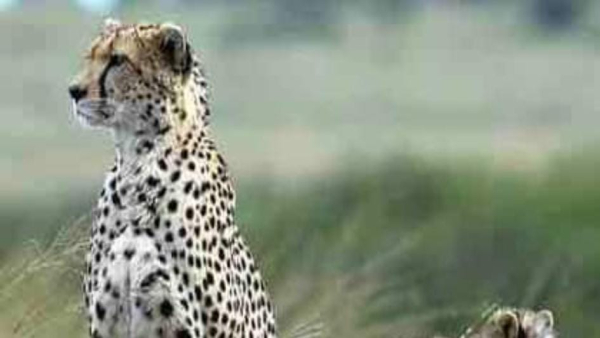 Sad news from Kuno National Park, death of another female cheetah