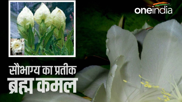Brahmakamal state flower bloomed Hemkund Sahib Yatra route full of religious medicinal properties