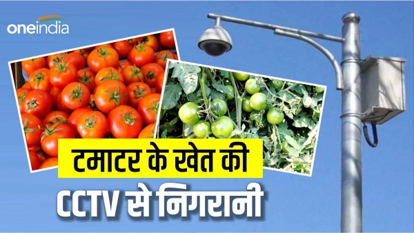 CCTV In Tomato Field