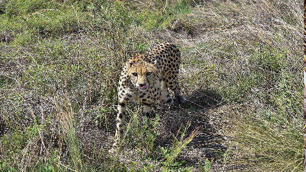 cheetah 