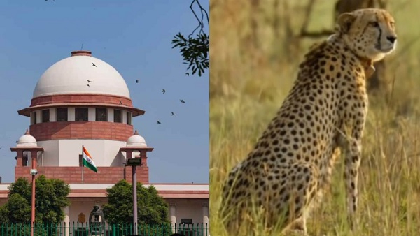 कूनो में चीता की मौत पर सुप्रीम कोर्ट ने बंद कर दी सुनवाई