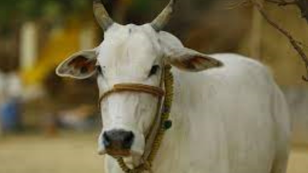 will cow be declared as national animal