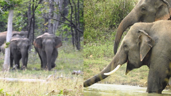 ELEPHENT 