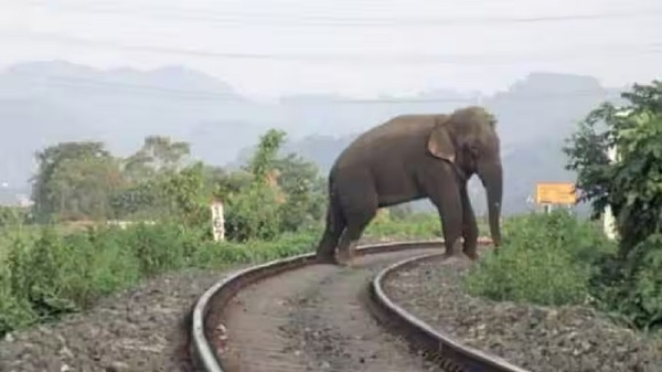 Elephant on Railway Track