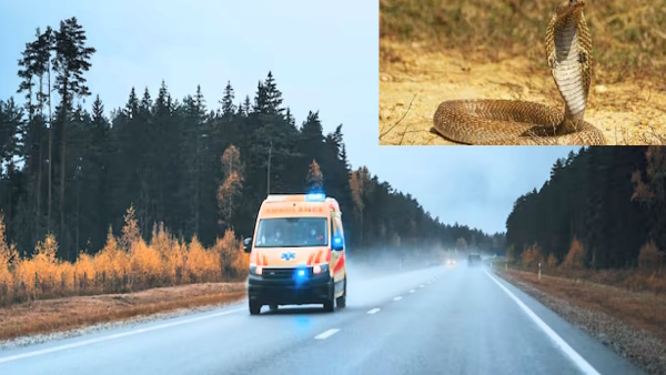 man was paralyzed due to snake bite in gujrat reached kanpur by ambulance and saved by doctors