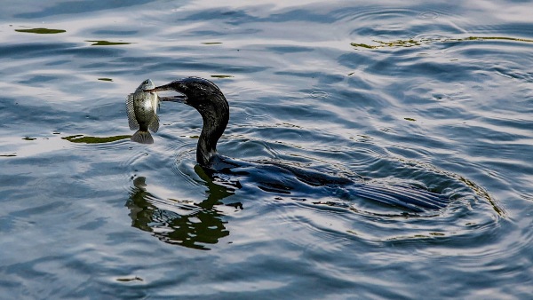 fish fish