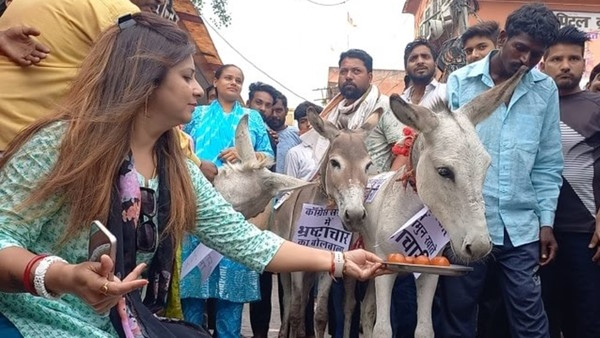 gulab jamun to donkeys