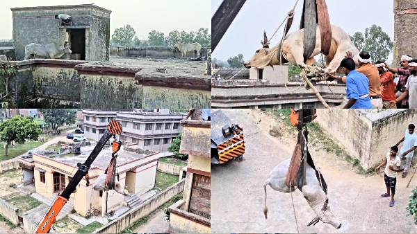 2 bulls climbed on the roof of a four storey building crane had to be ordered for Rescue 2 bulls climbed on the roof of a four storey building crane had to be ordered for Rescue