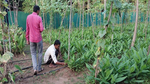 जैविक खेती