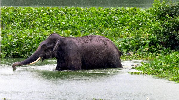 Odisha